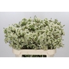 Chamelaucium Ivory Pearl