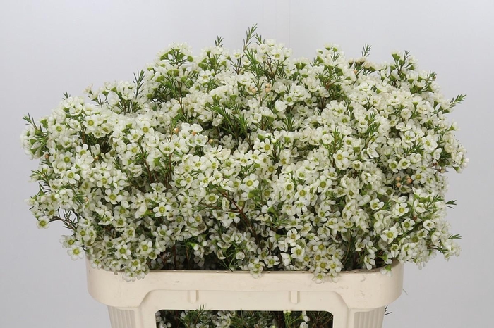 <h4>Chamelaucium Ivory Pearl</h4>
