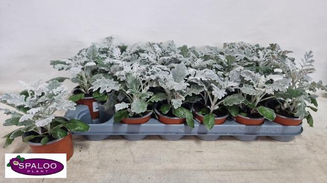 <h4>JACOBAEA MARITIMA</h4>