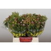 Kaaps Groen Cone Mix Large