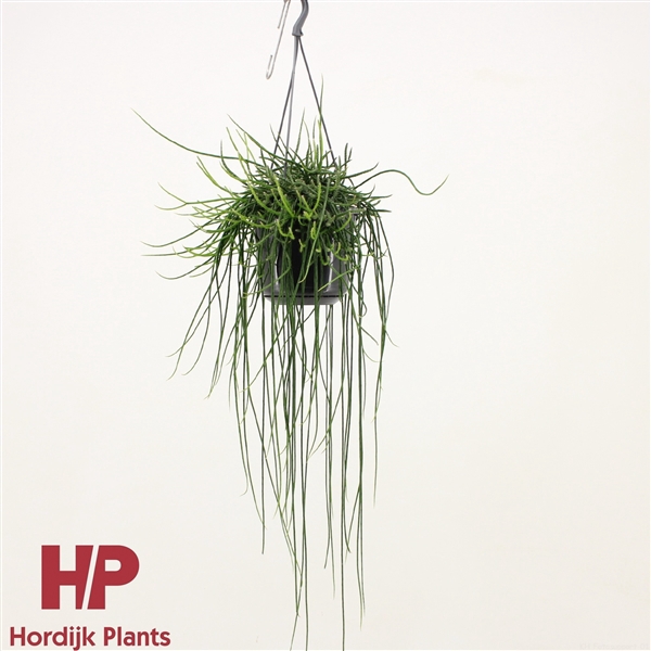 <h4>Rhipsalis floccosa</h4>