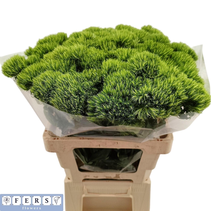 <h4>DIANTHUS BARB GREEN WICKY</h4>