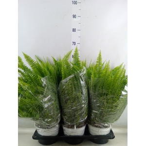 Nephrolepis exal. 'Sonata'