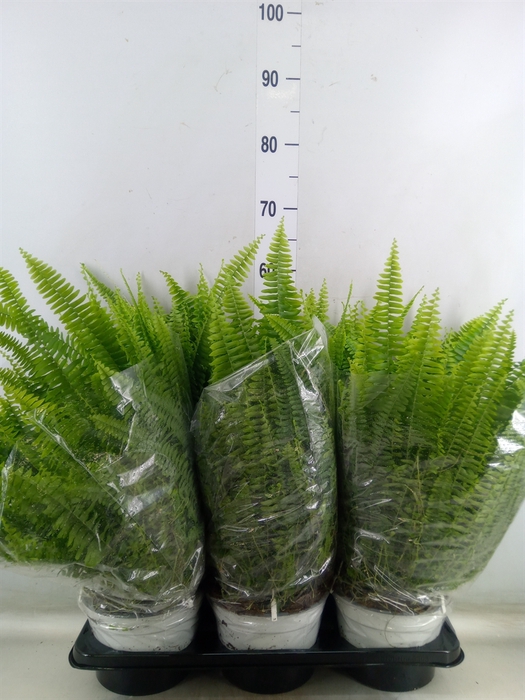 <h4>Nephrolepis exal. 'Sonata'</h4>