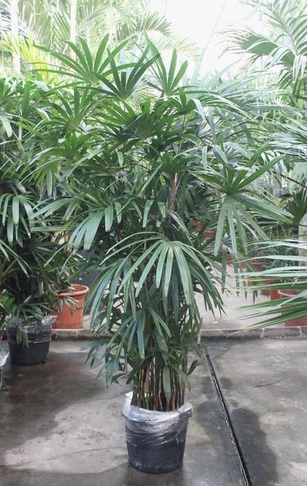 <h4>Rhapis excelsa</h4>