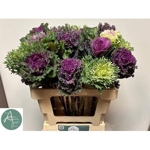 Brassica mix