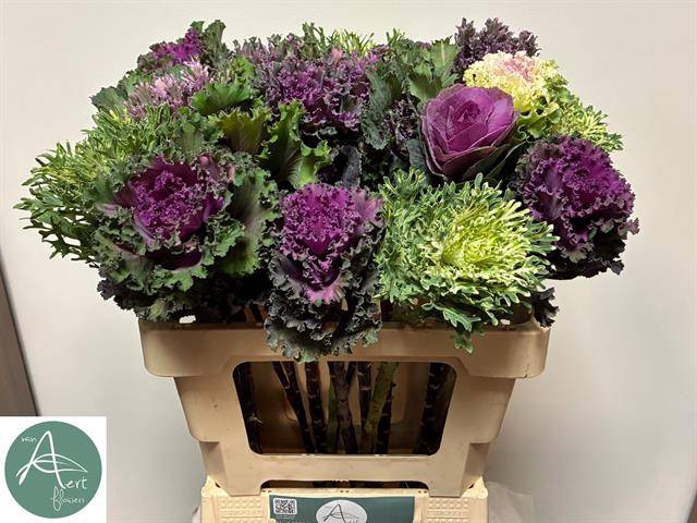 <h4>Brassica mix</h4>