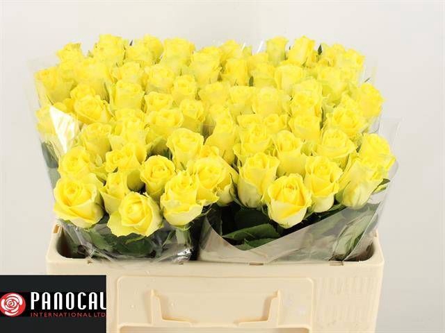 <h4>R GR MINION ROSE</h4>