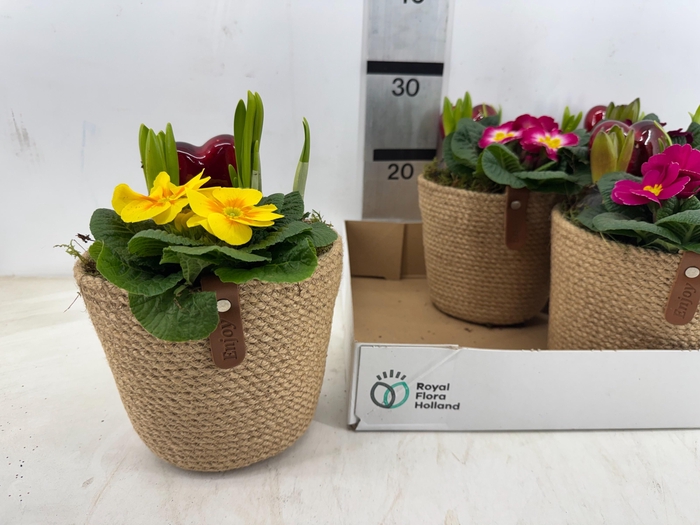 <h4>ARR PL IN SCHAAL</h4>