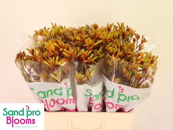 <h4>ANIGOZ GOLD FEVER</h4>