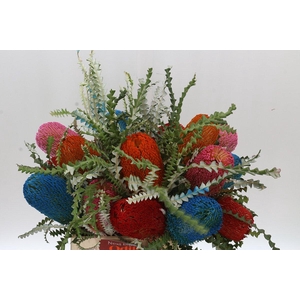 Banksia Spec. Mixed Colours