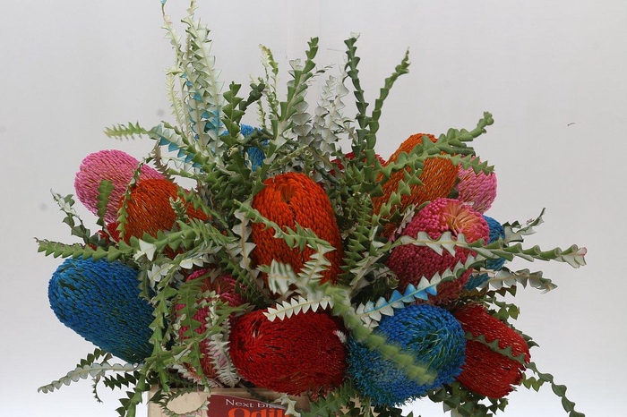 <h4>Banksia Spec. Mixed Colours</h4>