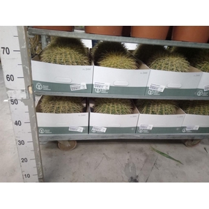 Echinocactus grusonii