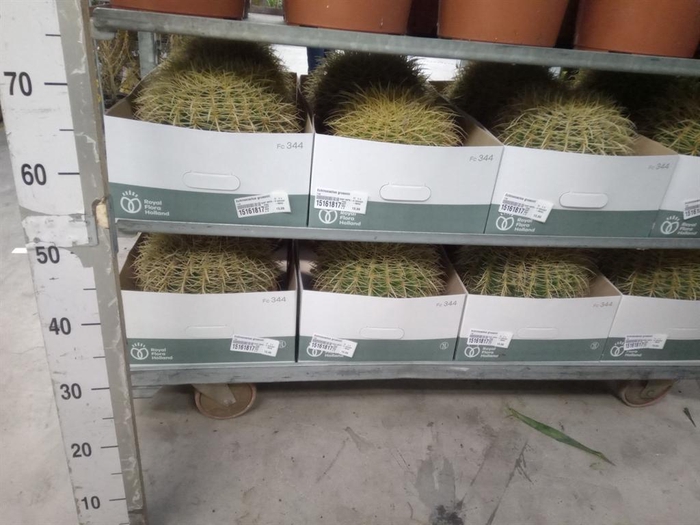 <h4>Echinocactus grusonii</h4>