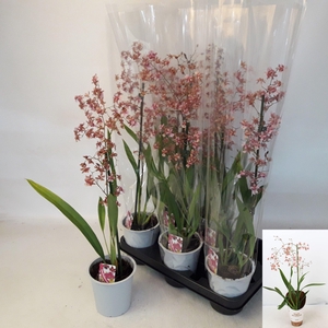 ONCIDIUM OV