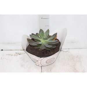 ECHEVERIA C21