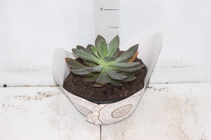 <h4>ECHEVERIA C21</h4>