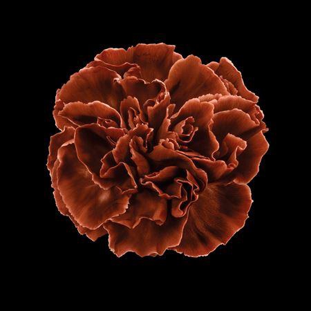 <h4>Dianthus St Browny</h4>