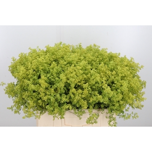 Alchimella Robusta