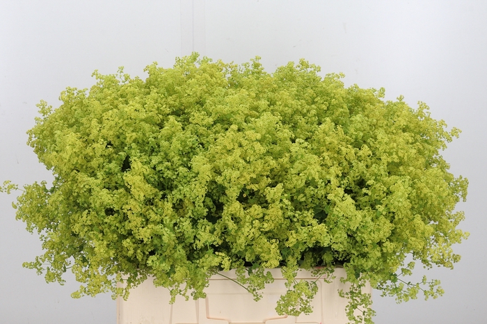 <h4>Alchimella Robusta</h4>