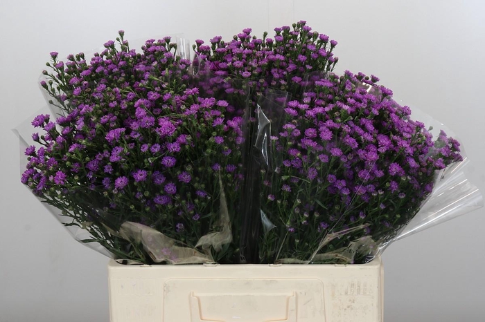 Aster Baby Pink