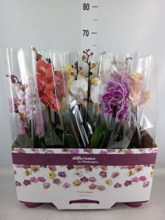 <h4>Phalaenopsis   ...mix</h4>