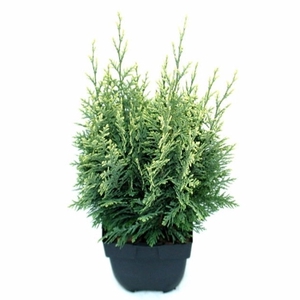 Chamaecyparis lawsoniana 'White Spot' P17