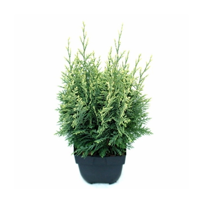 <h4>Chamaecyparis lawsoniana 'White Spot' P17</h4>