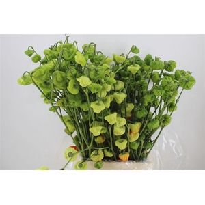 Pepers Campanella P Bunch
