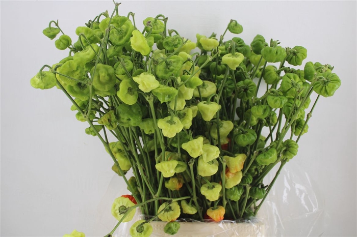 <h4>Pepers Campanella P Bunch</h4>