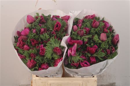 Anemone Mistral Fucsia