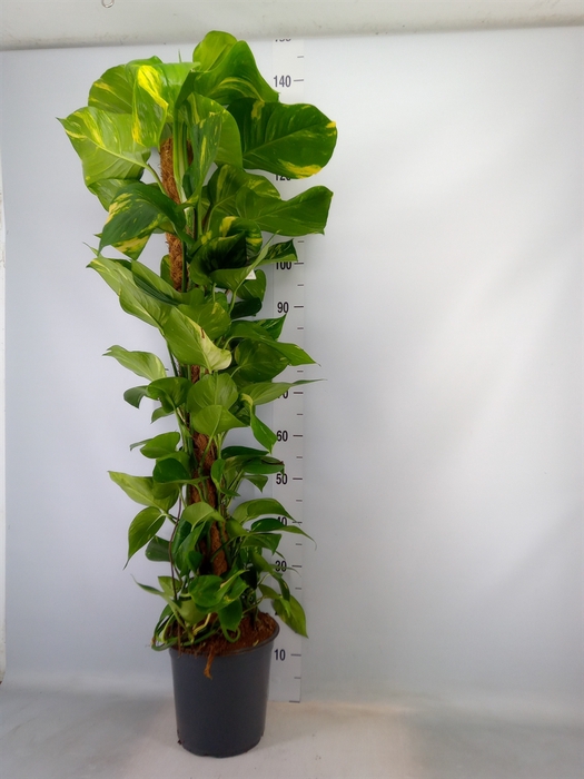 <h4>Epipremnum pinn.   ...moss stick</h4>