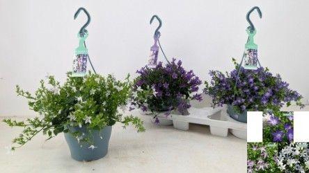 <h4>CAMP ADDENDA MIXK</h4>