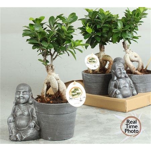 Fic Mi Ginseng Buddha