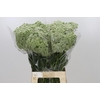 Ammi Visnaga