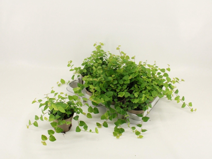 <h4>FIC PU GREEN SUNNY</h4>