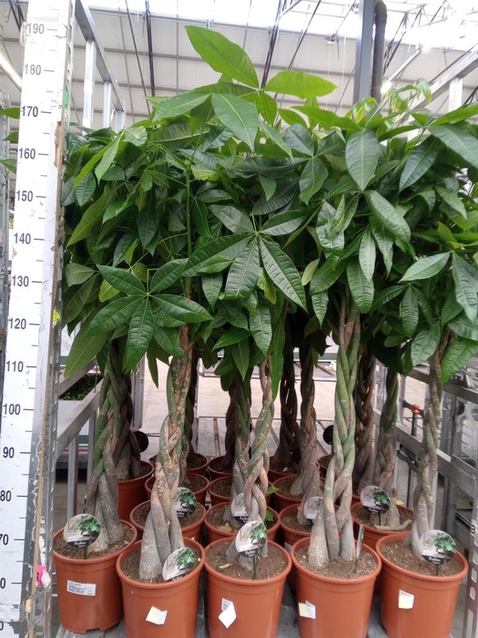 <h4>Pachira aquatica</h4>