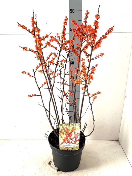 <h4>ILEX VERTICILLATA</h4>