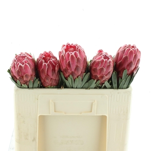 PROTEA VENUS