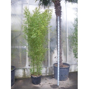 Phyllostachys bissetii