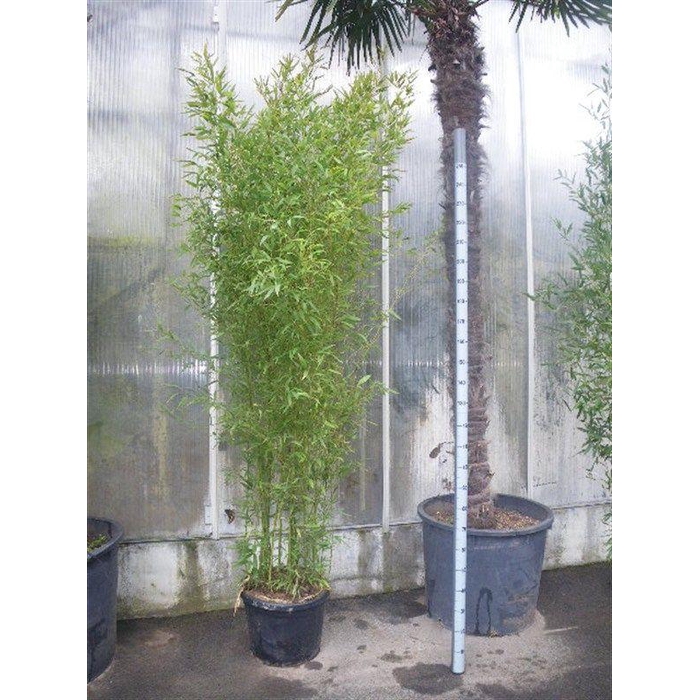 <h4>Phyllostachys bissetii</h4>