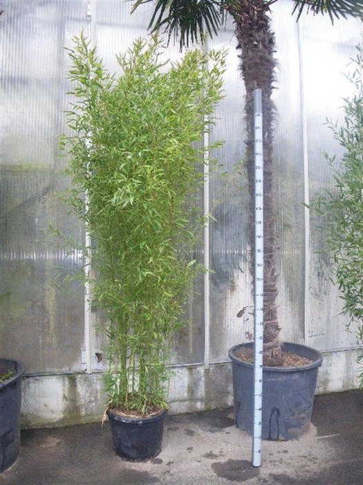 Phyllostachys bissetii
