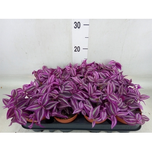 Tradescantia zebr. 'Pink Paradise'