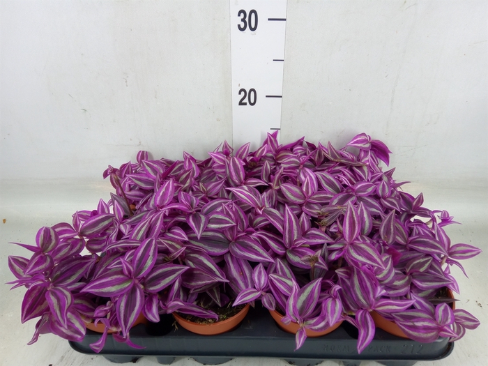 <h4>Tradescantia zebr. 'Pink Paradise'</h4>