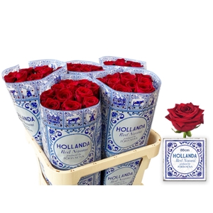 R GR RED NAOMI! HOLLANDA 80
