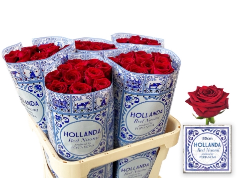 <h4>R GR RED NAOMI! HOLLANDA 80</h4>