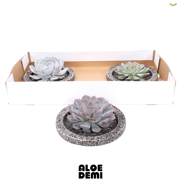 <h4>ARR SUCCULENTEN</h4>