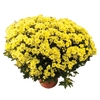 CRISANTEMO BOLA BELGA P20 AMARELO