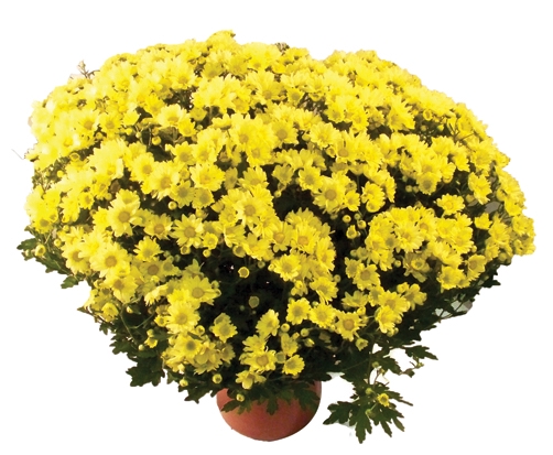CRISANTEMO BOLA BELGA P20 AMARELO