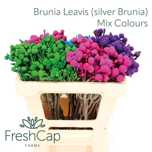 Brunia Leavis Mix Colours